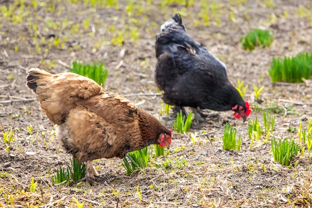 Deux poulets dans un jardin de ferme sont à la recherche de nourriture