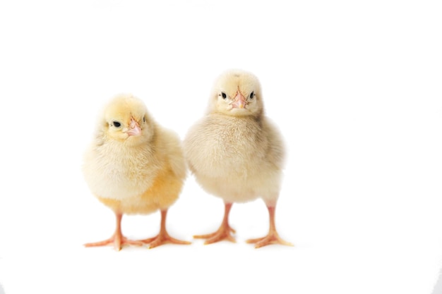 Deux poulets sur fond blanc poulets photo isolée de poulets