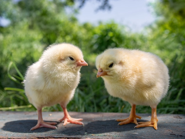 Deux poulets jaunes à la ferme.