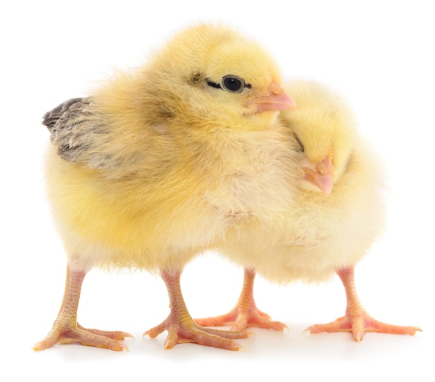 Deux poulets jaunes