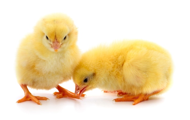 Deux poulets jaunes