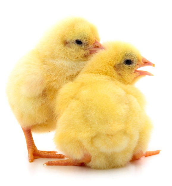 Deux poulets jaunes