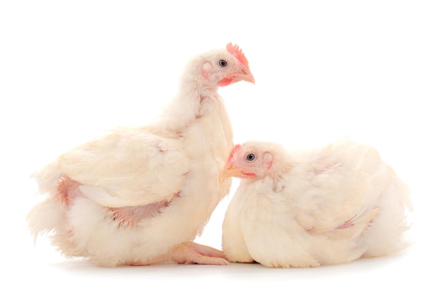Deux poulets ou jeunes poulets à griller