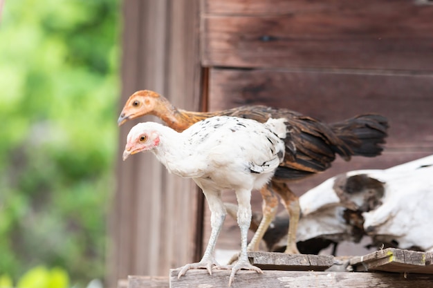 Deux poussins cherchent de la nourriture