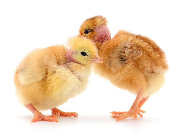 Deux poussins mignons isolés sur blanc