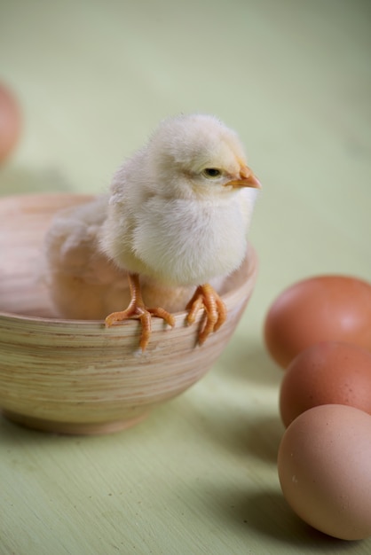 Deux poussins et des oeufs dans un bol