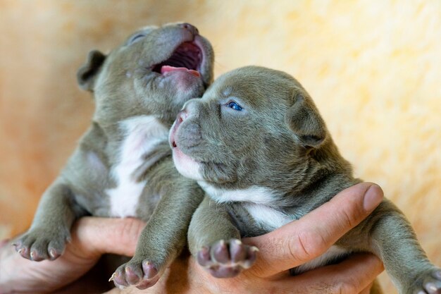 Deux races mignonnes American Bully chiots chien de service bouchent carte postale