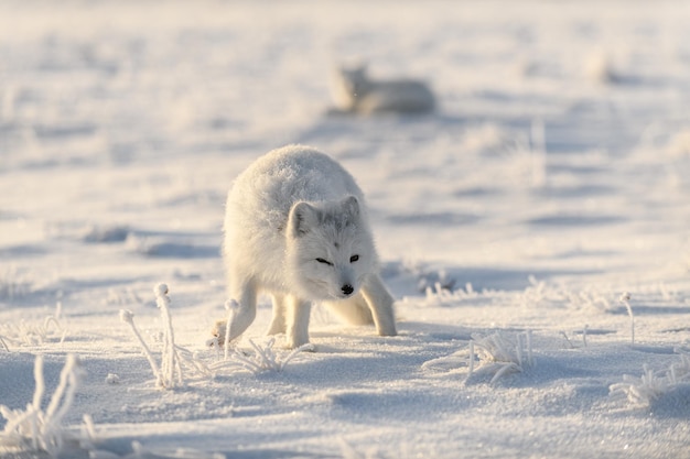 Deux renards arctiques Vulpes Lagopus dans la toundra sauvage Renard arctique jouant