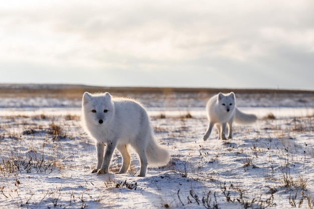 Deux renards arctiques Vulpes Lagopus dans la toundra sauvage Renard arctique sur la plage