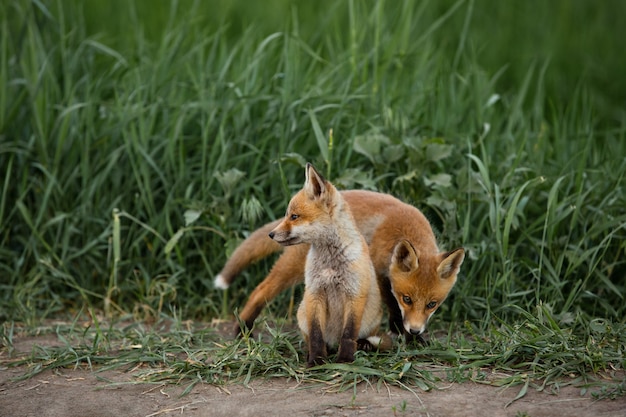 Deux renards roux sur fond naturel vert