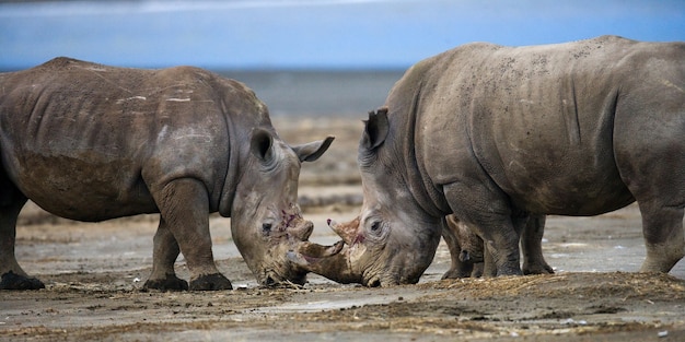 Deux rhinocéros se battent l'un contre l'autre.