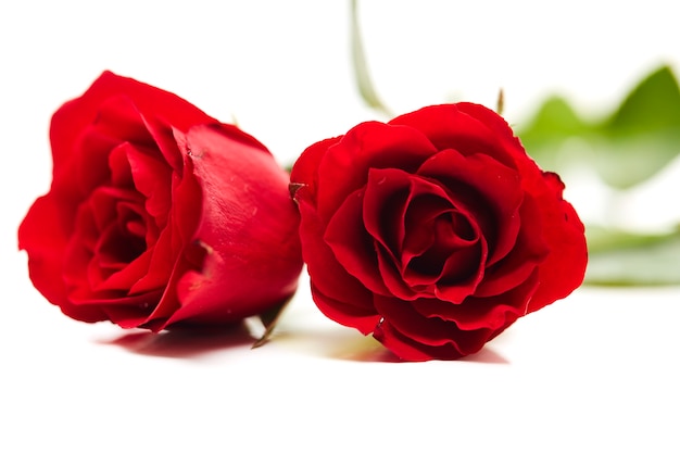 Deux rose rouge sur fond blanc