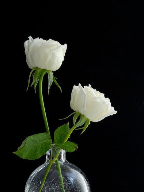 Deux roses blanches pour amoureux