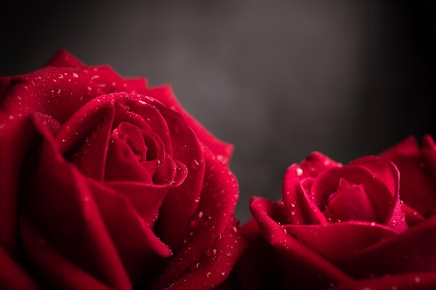 Photo deux roses fraîches rouges avec gouttelettes sur pétale. fleur de couple, symbole de l'amour et de la saint-valentin. gros plan et ton sombre