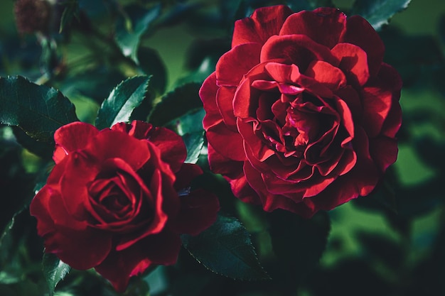 Deux roses rouge foncé dans le jardin du soir