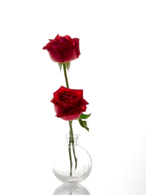 Deux roses rouges dans un vase en verre blanc