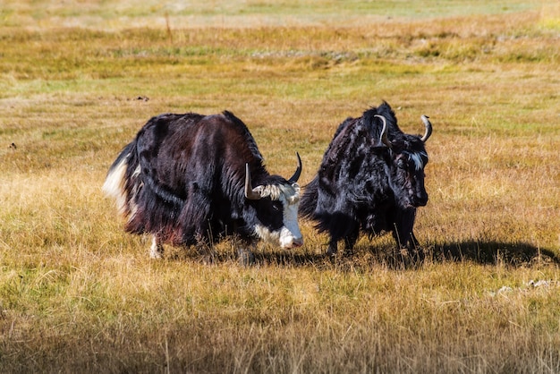 Deux sarlyks yacks domestiqués paissent en automne steppe district koshagachsky altaï russie