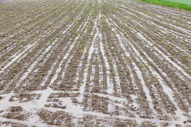 Deux semaines de lourdes sont un désastre pour l'agriculture et l'économie locales, Italie