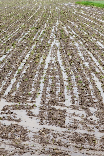 Deux semaines de lourdes sont un désastre pour l'agriculture et l'économie locales, Italie