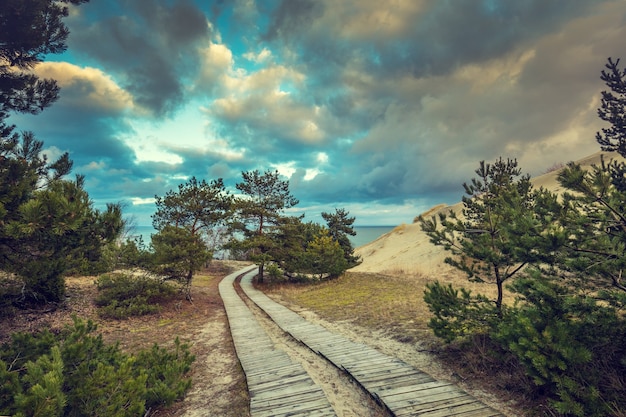 Deux sentiers en bois dans un parc près de la mer. Belle nature avec un ciel dramatique nuageux en automne. Les pins poussent près de la mer.