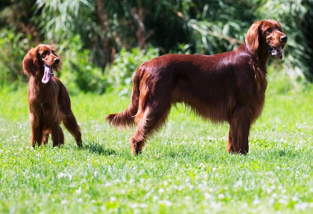 Deux Setters irlandais