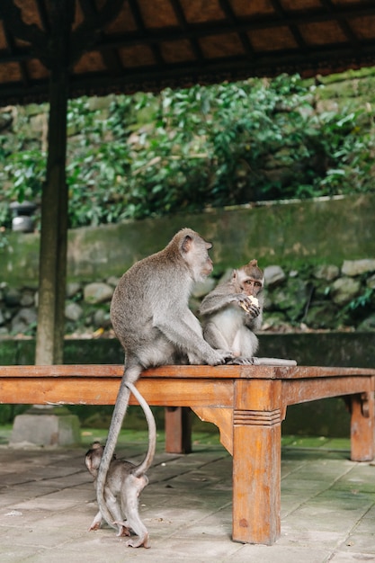 Deux singes dans la forêt Ubud Bali Indonésie. Les singes se grattent le dos.