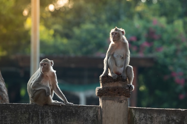 Deux singes étaient déterminés à regarder dans la même direction