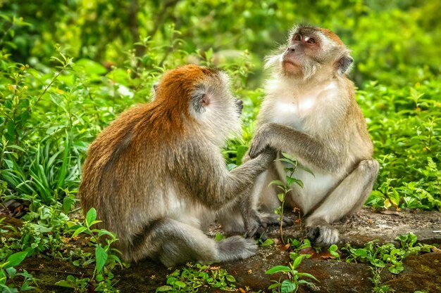 Photo deux singes macaques