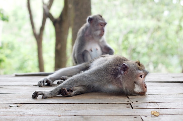 Deux singes. Portrait de singe tropical de la faune dans la forêt. Prenez soin les uns des autres
