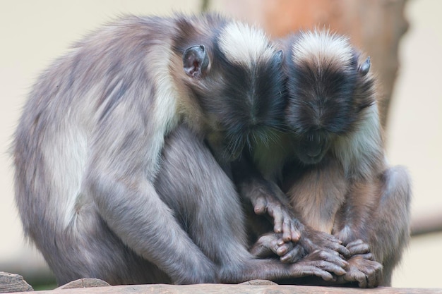 Deux singes en se tenant la main