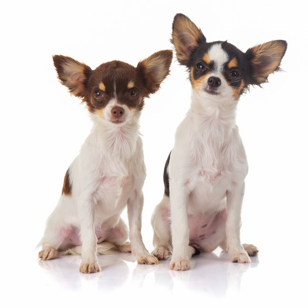 Deux soeurs Chihuahua assis sur un blanc