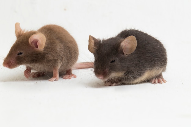 Deux souris grise commune noire isolée