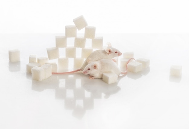 Deux souris de laboratoire blanches près de la pyramide de sucre, concept de diabète