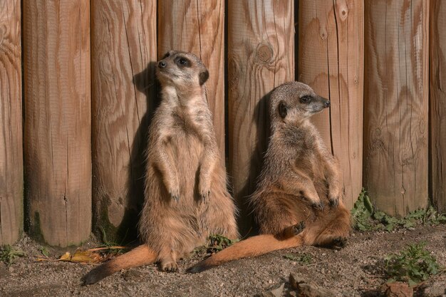 Photo deux suricates sont assis sur le sol, appuyés contre une clôture en bois et se faisant face sur un