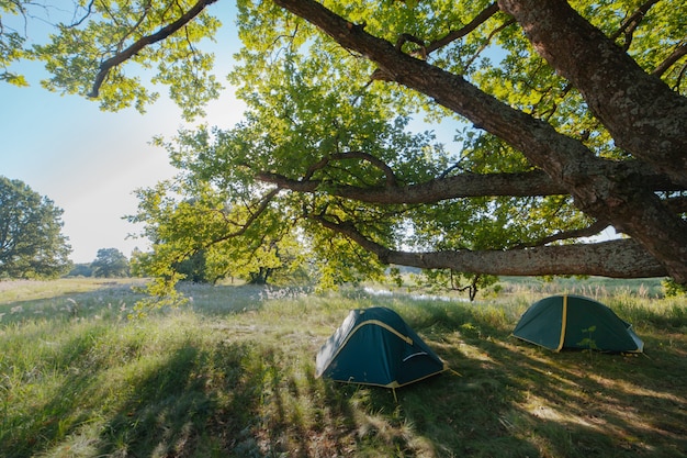 Deux tentes touristiques se dressent sous un énorme chêne avec les rayons du soleil qui brillent à travers les feuilles . voyager sauvage dans la nature