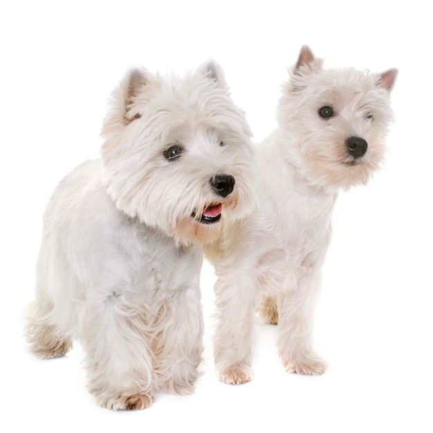 deux terrier blanc ouest highland