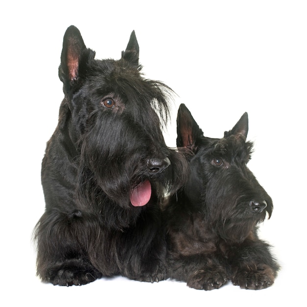 deux terrier écossais