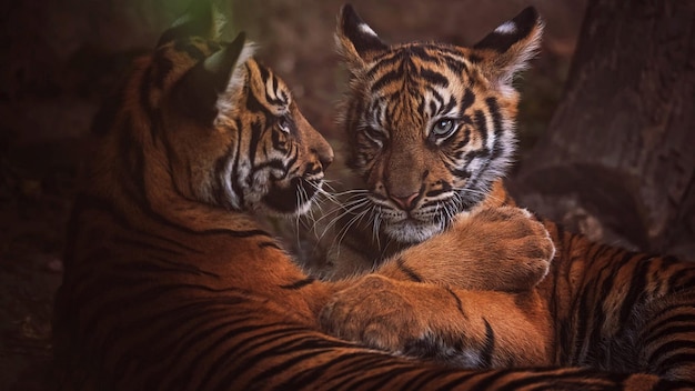 deux tigres sont allongés sur une table l'un est un tigre