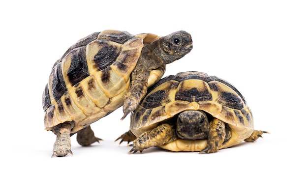 Deux tortues debout l'une sur l'autre sur un fond blanc