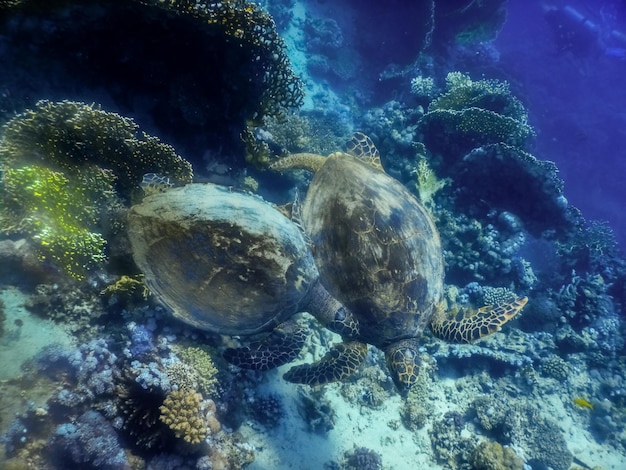 Deux tortues vertes jouant sur le fond marin de la mer rouge