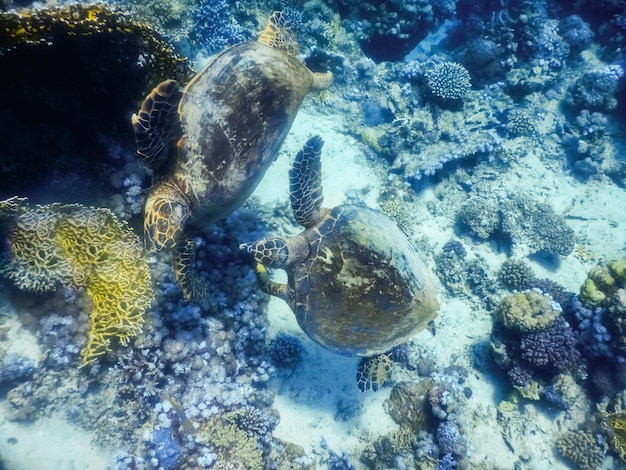 Deux tortues vertes planant ensemble dans la mer rouge