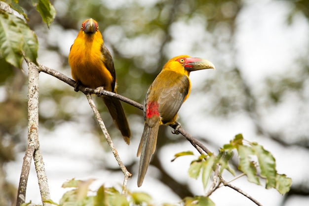 Deux toucanets au safran dans une branche - toucans