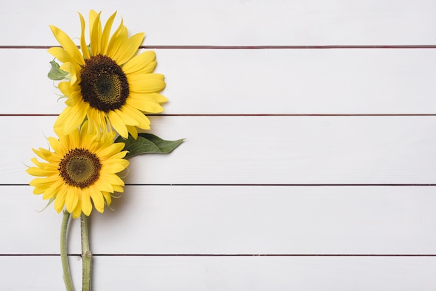 Deux tournesols frais sur fond de planche de bois