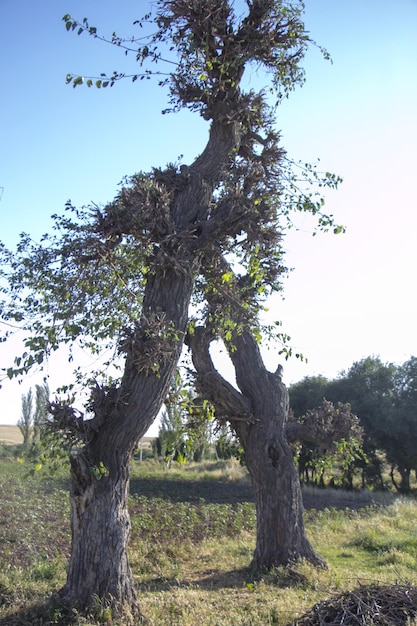 Deux troncs d'arbres côte à côte