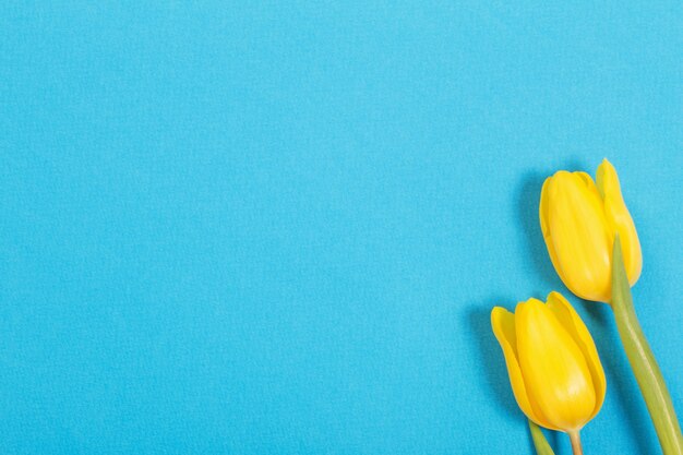 Deux tulipes jaunes sur fond bleu