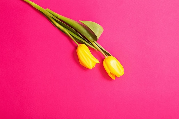 Deux tulipes jaunes sur fond de papier de couleur