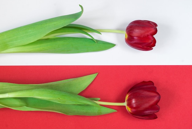 Deux tulipes rouges sur fond blanc et rouge