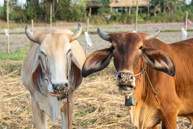 Deux, vache blanche et brune, sur, champ