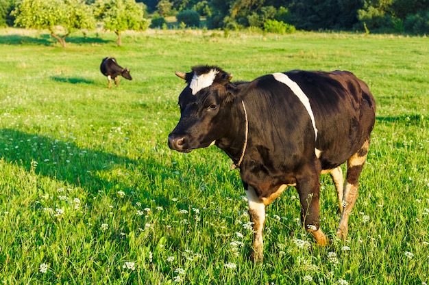 Deux vaches noires et blanches paissent sur une pelouse verte dans le village sous le soleil du soir