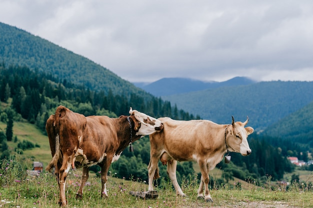 Deux vaches paissant dans les montagnes.